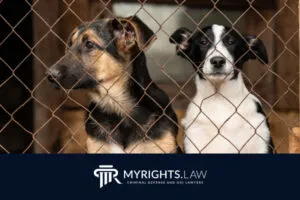 Comprensión de las acusaciones de crueldad animal en California (300x200)